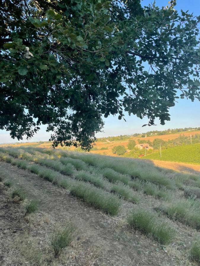La Ca Dal Non Bioagriturismo - Alpenice Savignano sul Panaro Екстер'єр фото